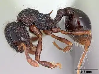 Lachnomyrmex platynodus