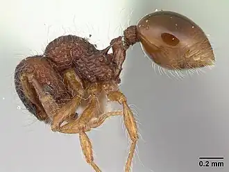 Lachnomyrmex plaumanni