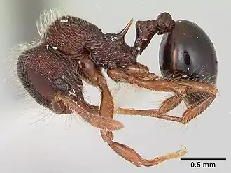Lachnomyrmex regularis