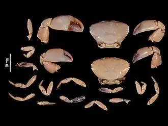 Lachnopodus bidentatus