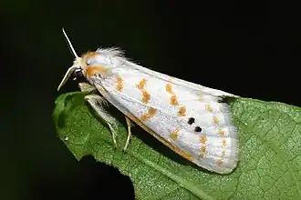 Lacipa gemmata