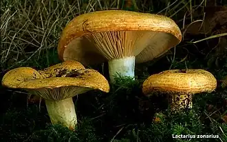 Fijngegordelde melkzwam