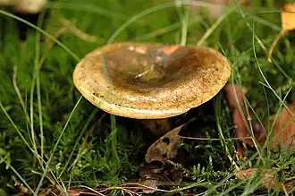 Zwartgroene melkzwam