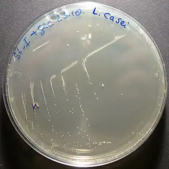 Lactobacillus casei