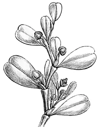 Lactoridaceae
