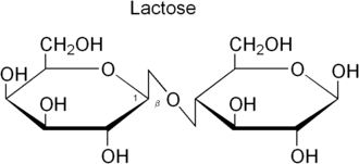 Lactose, een disacharide van β-D-galactose & β-D-glucose, dat door lactase gesplitst wordt.