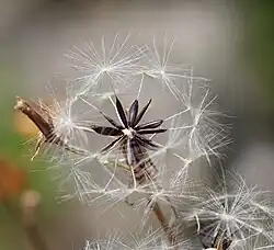 Vruchten met snavel en vruchtpluis