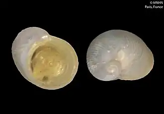 Lacunoides exquisitus