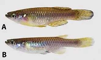 Aplocheilichthys myaposae