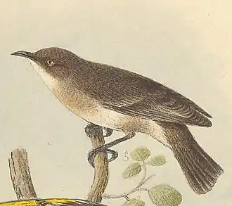 Blauwgrijze honingeter