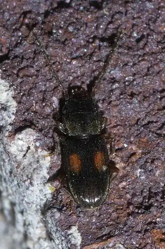 Laemophloeus biguttatus
