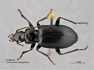 Laemostenus complanatus