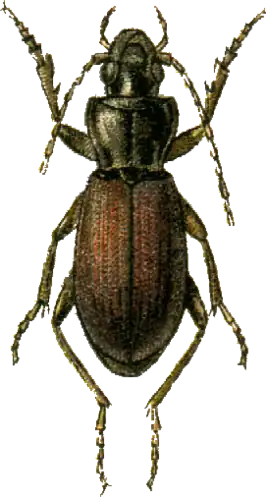 Laemostenus mannerheimi