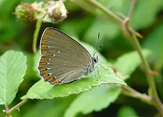 Laeosopis roboris Essenpage