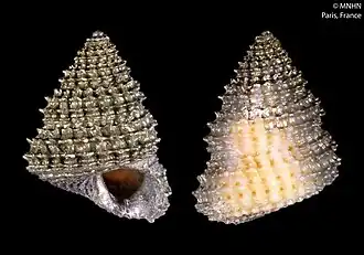 Laetifautor fundatus