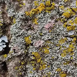 Laetisaria lichenicola