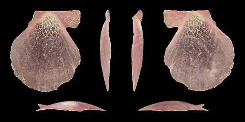 Jeugdig, violette vorm, rechter klep