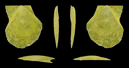 Jeugdig, gele vorm, linker klep