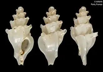 Laevityphis tillierae