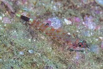 Crocodilichthys gracilis