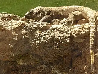 Elhierroreuzenhagedis