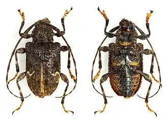 Lagocheirus binumeratus