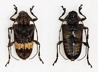 Lagocheirus kathleenae