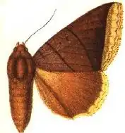 Artena lacteicincta