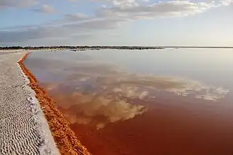 De met zout bedekte kust van het Corangamitemeer