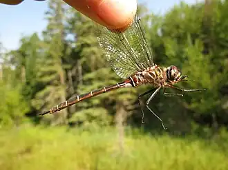 Somatochlora cingulata