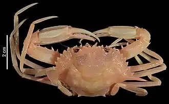 Laleonectes stridens