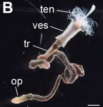 Lamellibrachia satsuma