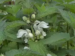 Bloemen en bloemknoppen