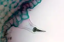 Stengelhaar op dovenetel