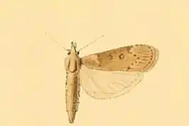 Lamoria jordanis