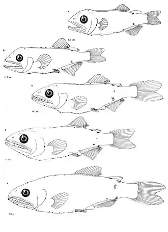 Lampanyctus intricarius