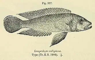 Lamprologus callipterus