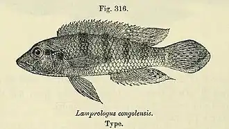 Lamprologus congoensis
