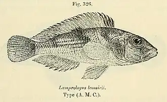 Lamprologus lemairii