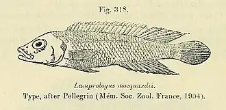 Lamprologus mocquardi