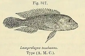 Lamprologus tumbanus