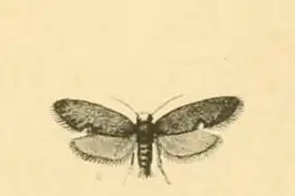 Lampronia aeripennella