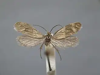 Lampronia splendidella