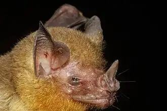 Lampronycteris brachyotis