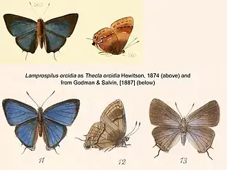 Lamprospilus orcidia