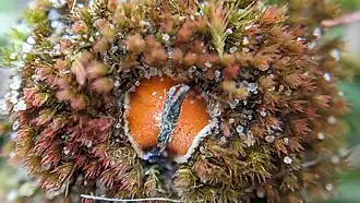 Purpersteelmosschijfje