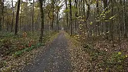 Kleine Lei richting het Kempens plateau