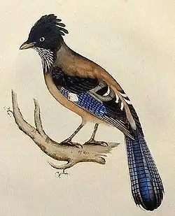 Strepengaai (Garrulus lanceolatus)