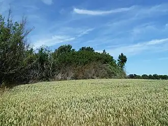 Tumulus van Middelwinden