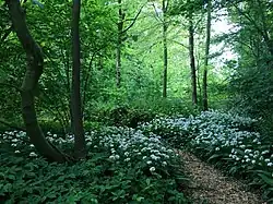Bos met rijkbloeiende Allium ursinum op Landgoed Larenstein